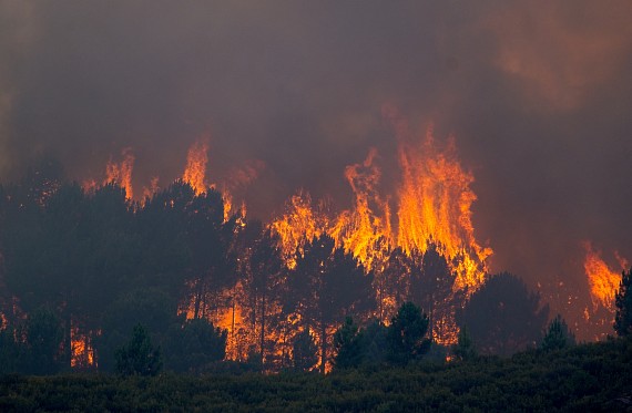 photograph of trees burning in wildfire